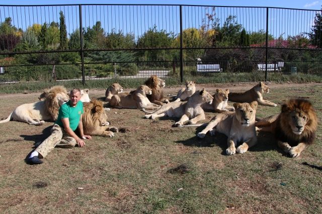 Создатель сафари-парка «Тайган» Олег Зубков со львами.