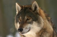 Выяснилось, что на следующий день волки вернулись к жилому трёхэтажному дому и загрызли двух собак во дворе.