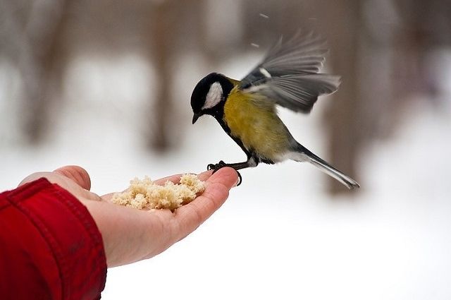 Поддержать, но не убить. Чем можно и чем нельзя кормить зимой птиц | Общество | АиФ Украина