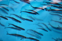 В ЯНАО предлагают в три раза увеличить выпуск молоди рыб в водоемы