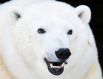 Белая медведица Марфа, которая в июне 2019 года была отловлена в Норильске и спасена сотрудниками красноярского зоопарка «Роев ручей», Красноярск.