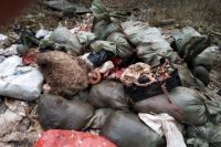 Установлена личность виновника свалки мясных отходов в тюменском лесу