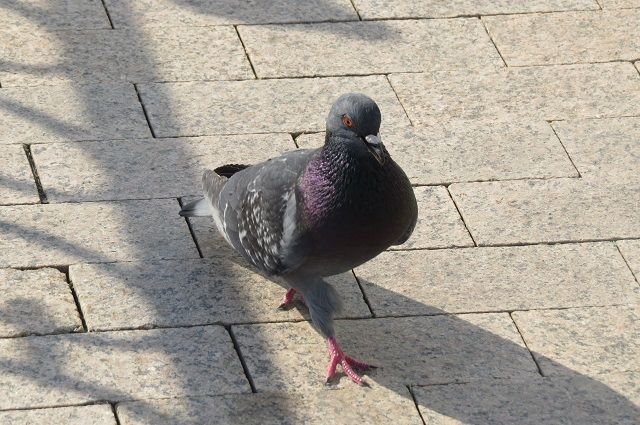 Жители Ноябрьска одобряют введение запрета на кормление голубей