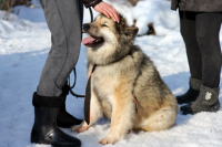 Тюменцам дали советы по выгулу собак в зимнее время года