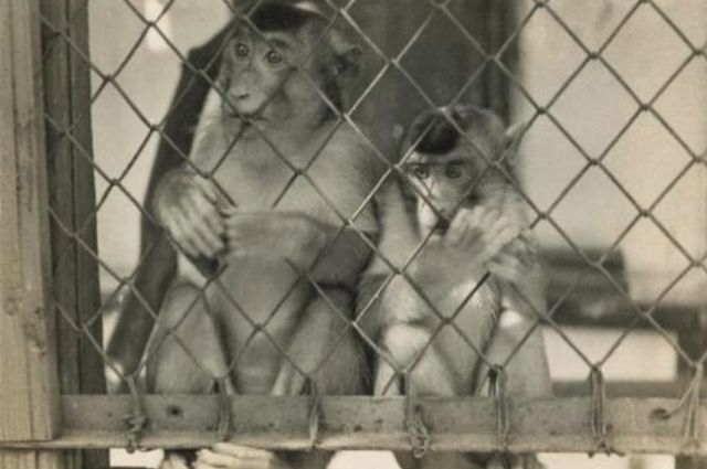 Обезьяны в Сухумском питомнике. Фото 1930 года.