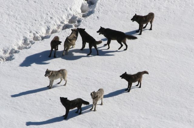 Всего с начала 2019 года в крае добыто 160 волков.