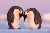 Пара пингвинов в бухте Атка в Антарктиде. Когда фотограф увидел их, ему показалось, что они высиживают яйцо. Он был удивлен, так как для яйцекладки было еще слишком рано. При ближайшем рассмотрении яйцо оказалось снежным комом. Возможно, таким образом пара готовится к предстоящему периоду.
