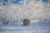 Манул на охоте в морозный день в Монголии.