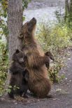 Медведица-гризли с медвежонком. Когда мать начала тереться о ствол дерева, детеныш вскоре начал подражать ее движениям.