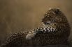 Леопард в кенийском национальном заповеднике Масаи-Мара.