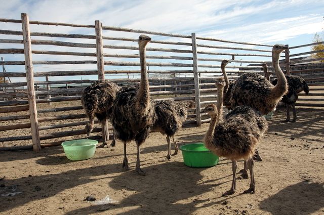 В Тюменском районе завершается расширение страусиной фермы