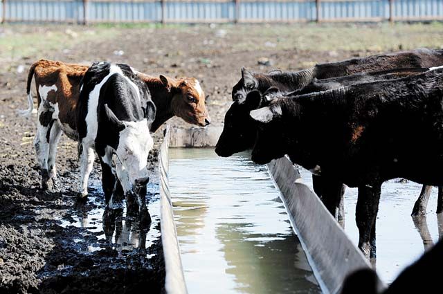 На сельскохозяйственных предприятиях Корткеросского района и Сыктывкара от одной коровы получают более 16 кг в сутки. 