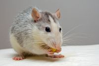 Оренбургские кадеты во время опыта на крысах подтвердили вред снюса.