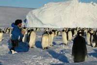 Задача биолога на полярной станции - наблюдать за животным миром издалека.