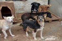 В Кунгуре нет муниципального приюта для собак, а в частном уже почти не осталось мест.