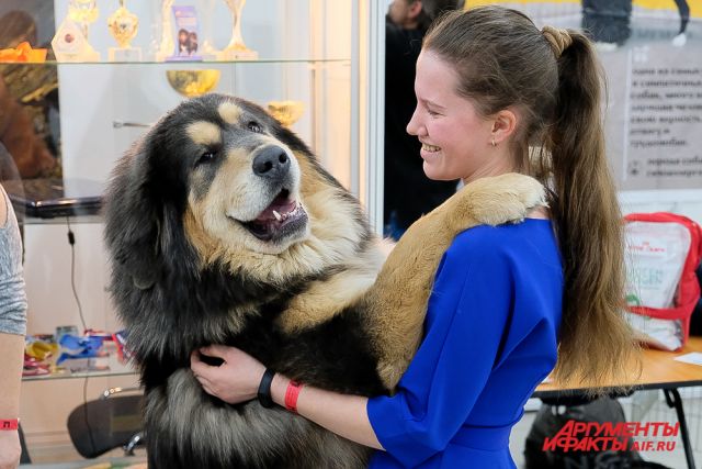 Выставка собак пермь. Богородская на выставке собак. Выставочные собаки проблемы. Выставка собак пермь 2022 пермская ярмарка октябрь. Экспо пермь выставка собак.