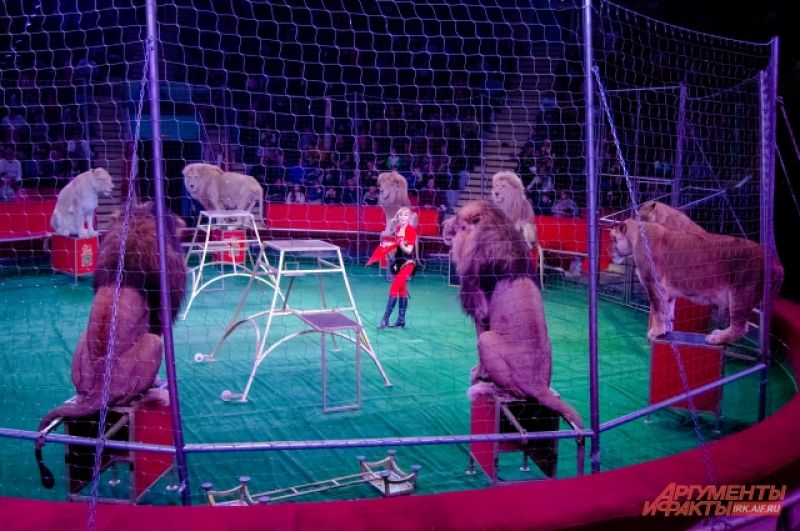 Впрочем, на арене Иркутского цирка можно увидеть, как четыре белых льва выступают наравне с четырьмя жёлтыми собратьями. 