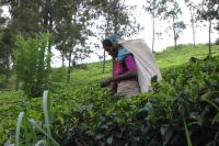 Сбор урожая чая на Шри-Ланке.