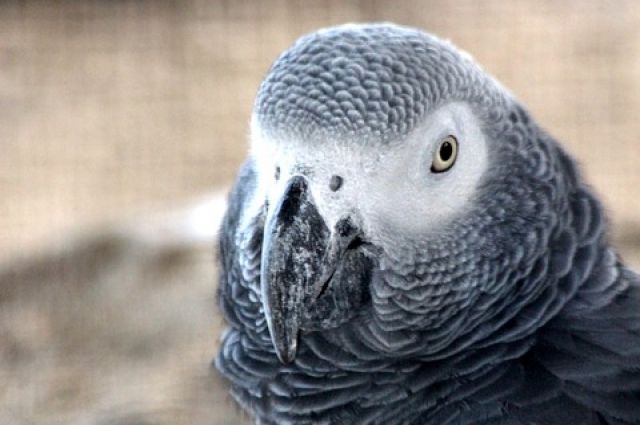 Новотройчанка через суд пыталась получить компенсацию за пол попугая.