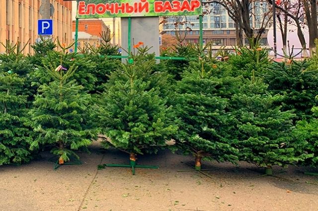 Новогодние Елки На Базаре
