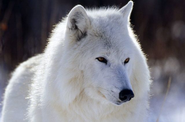 Три полярных волка стали новыми обитателями зоопарка.