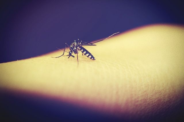 В основном причиной инфицирования экзотическими недугами становятся комары.