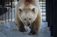 В дикой природе медведи не выходят из берлоги до весны, даже если очень тепло