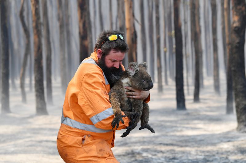 Спасатель с коалой, спасенной из горящего леса на острове Кенгуру к юго-западу от Аделаиды.