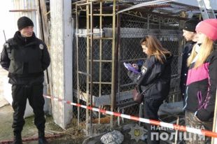 Тигров, найденных на столичном Жуковом острове, передали в спецучреждение