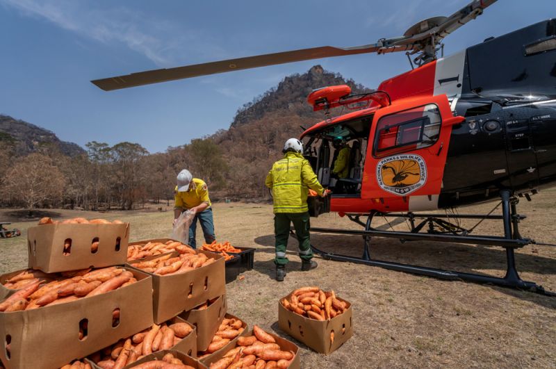 Сотрудники охраны национальных парков и дикой природы штата Новый Южный Уэльс сбрасывают для пострадавших от пожаров валлаби свежую морковь. 