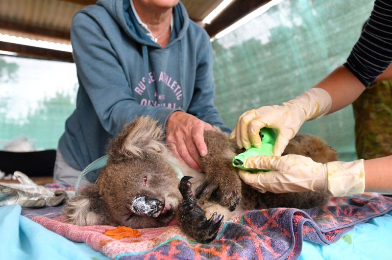 Волонтеры лечат раненую коалу в приюте для животных в Маллакуте.