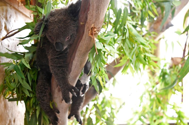 Раненая коала в приюте для животных в Маллакуте.