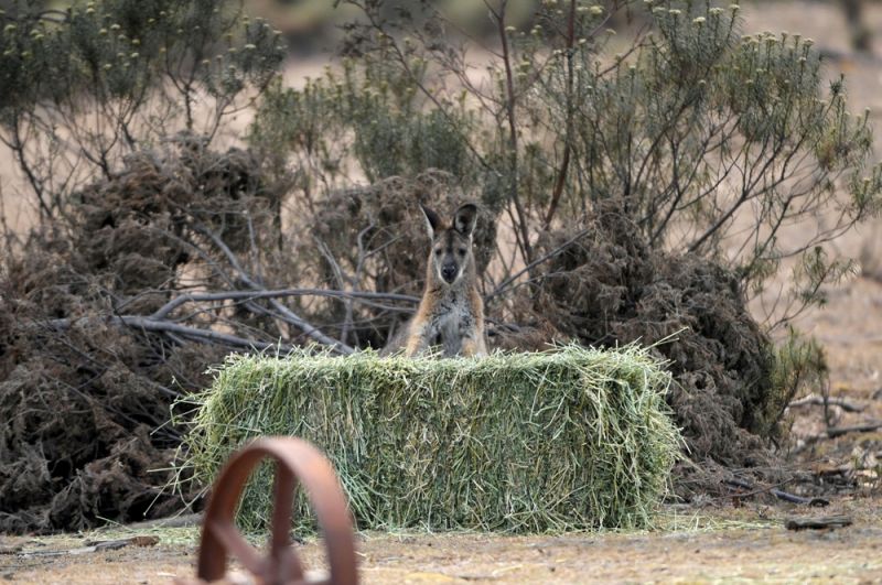 Фермеры оставили для кенгуру свежее сено.