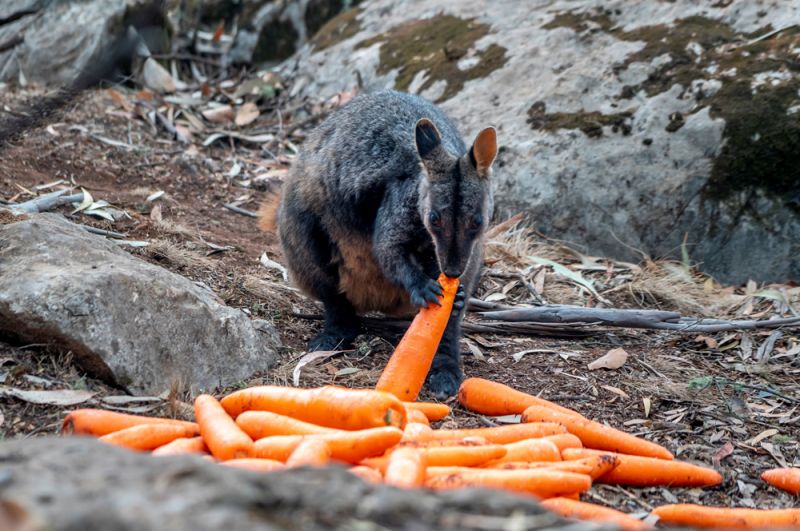 Сотрудники охраны национальных парков и дикой природы штата Новый Южный Уэльс сбросили для пострадавших от пожаров валлаби свежую морковь. 