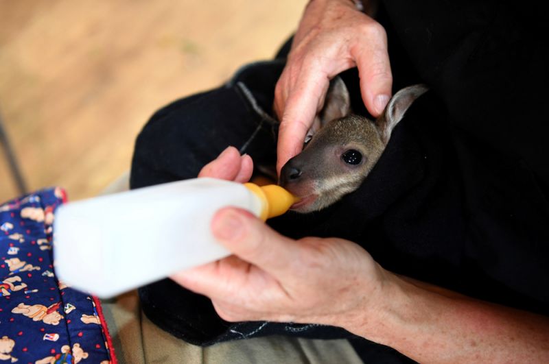 Детеныша кенгуру по кличке Джоуи кормят молоком в приюте для животных в Маллакуте.