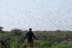 Сомалийский фермер разгоняет пустынную саранчу на поле.