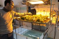 Конструктор, созданный молодым учёным-аграрием, позволяет выращивать растения и рыбу в городских условиях.
