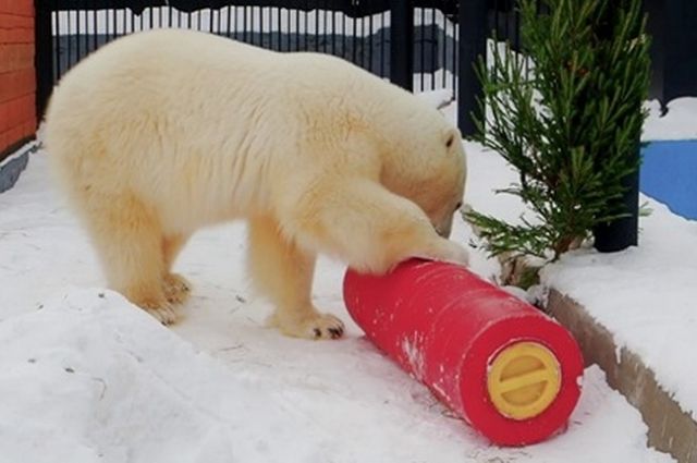 Белые медведи — сообразительные животные. Новые игрушки они освоили довольно быстро.