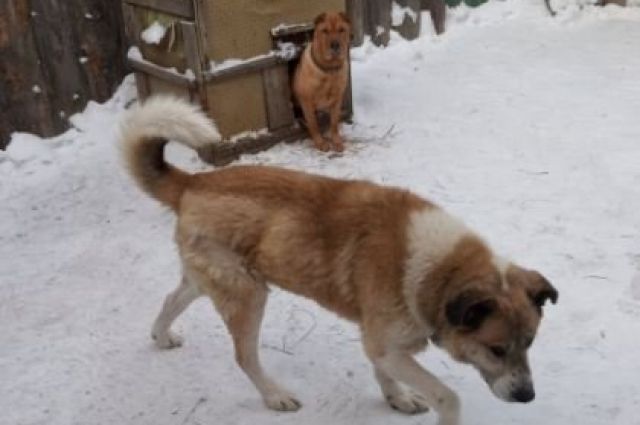 Тюменский пес Малыш, брошенный на объездной, нашел хозяев