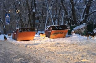 Собаки убежали к мусорным бакам.