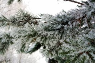 Ночью в городе выпали незначительные осадки, а днем пройдет небольшой снег.