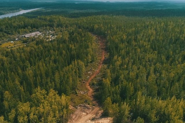 Общий фонд восстановления лесов составляет 11,6 млн гектар