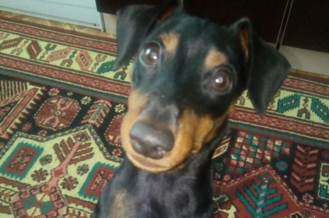 Цвергпинчер по кличке Софи, 1 год, собака боязливая, уши и хвост не купированы.