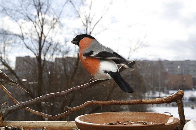 Остаться в живых. Как поддержать птиц зимой | Сад | Дача | Аргументы и Факты