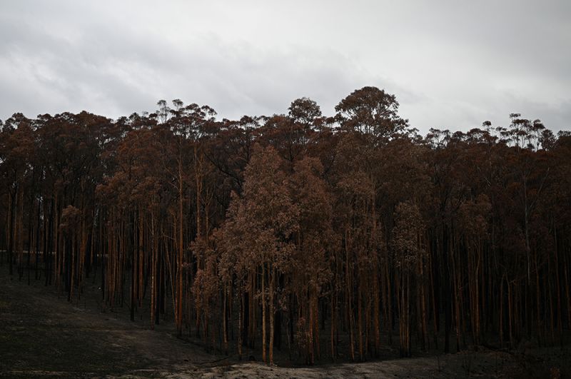 Сгоревший лес после пожара возле залива Бейтманс.