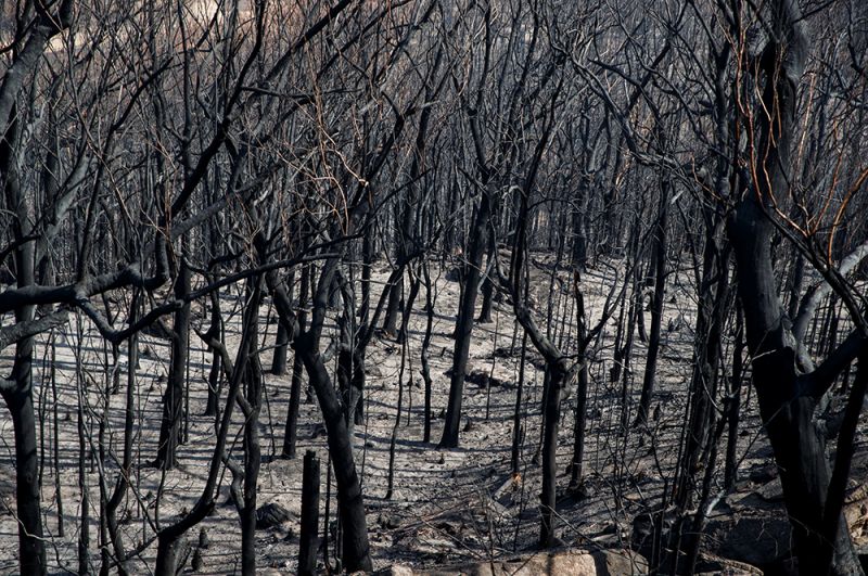 Выжженный ландшафт в долине Кенгуру.