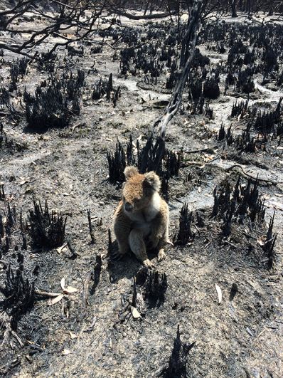 Коала среди обгоревших кустарников на острове Кенгуру.