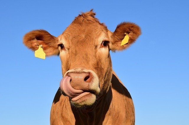В Оренбуржье за долги у сельхозпредприятия арестовано 363 коровы.
