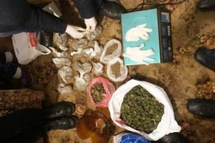 В Кривом Роге задержаны четверо граждан за незаконное хранение наркотиков