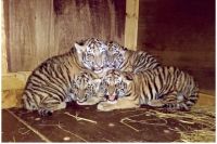 Для японского зоопарка рождение тигрят стало большим событием, ведь это первое потомство амурских тигров за 11 лет.